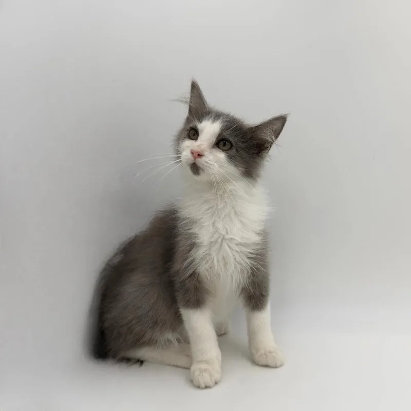 A baby medium-sized male Domestic Long Hair cat named Kowalski for adoption in State College, PA