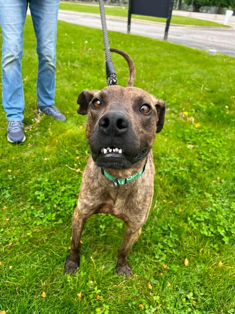 An adult medium-sized male Brindle Mixed Breed dog named Ryan for adoption in Elyria, OH