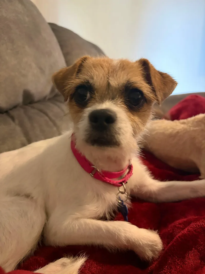 A young small-sized female Parson Russell Terrier dog named Salsa for adoption in De Pere, WI