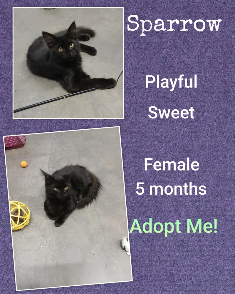 A baby small-sized female Black Domestic Medium Hair cat named Sparrow for adoption in Arlington, WA