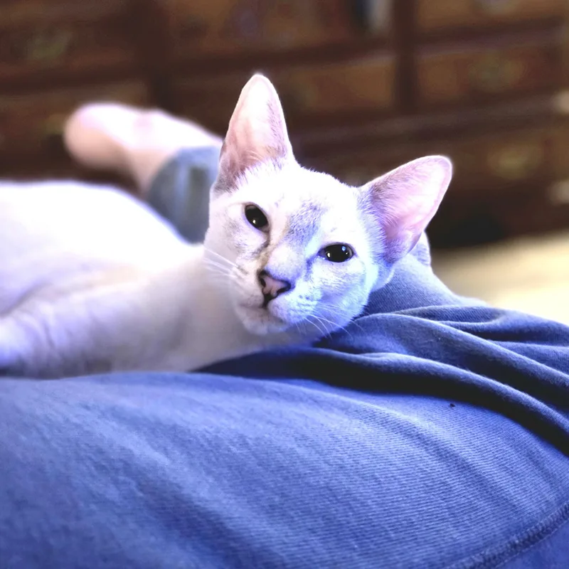 A baby small-sized female Siamese cat named Sunlight for adoption in Richmond, VA