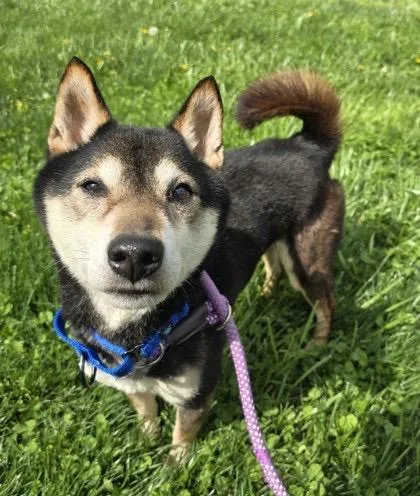 An adult small-sized male Shiba Inu dog named Rye for adoption in Philadelphia, PA