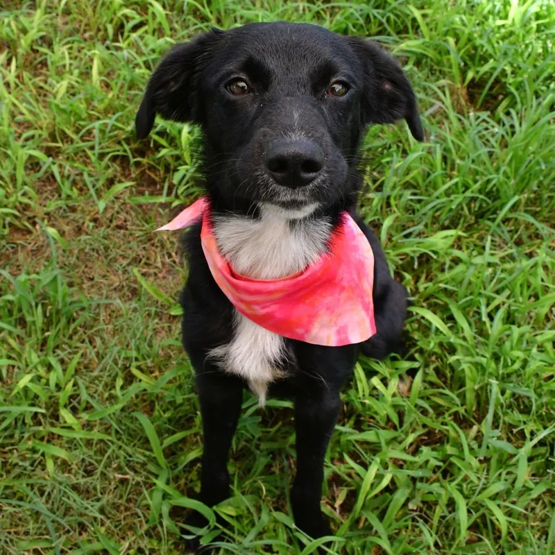 A young medium-sized female Black Terrier dog named Fresa for adoption in Beaumont, TX