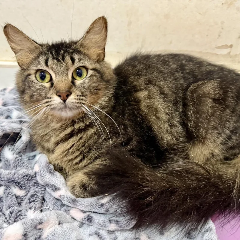 A young medium-sized female Brown / Chocolate Domestic Short Hair cat named Lily for adoption in New Port Richey, FL