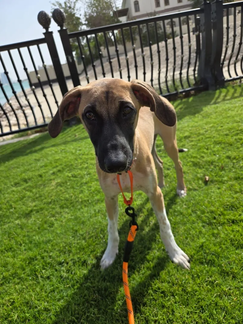 A baby large-sized male Saluki dog named Carey for adoption in Agoura Hills, CA