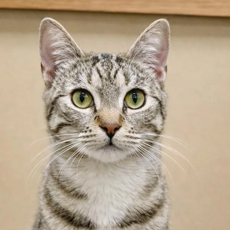 A young medium-sized female Brown / Chocolate Domestic Short Hair cat named Chloe for adoption in Playa Vista, CA