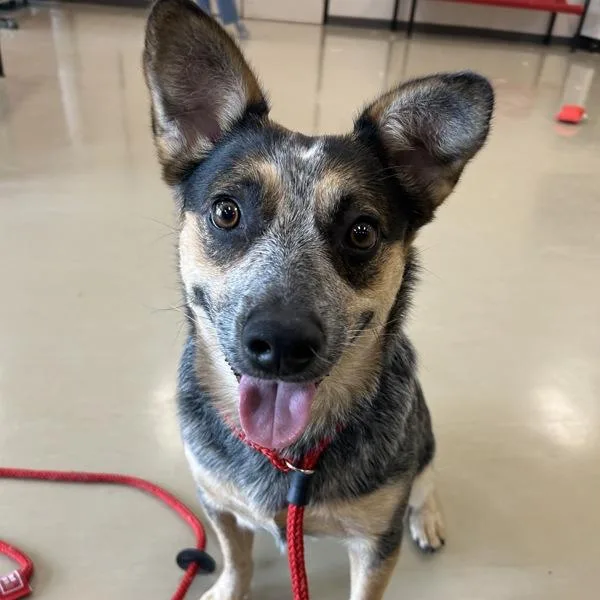 An adult medium-sized female Australian Cattle Dog / Blue Heeler dog named Bella for adoption in Des Moines, IA