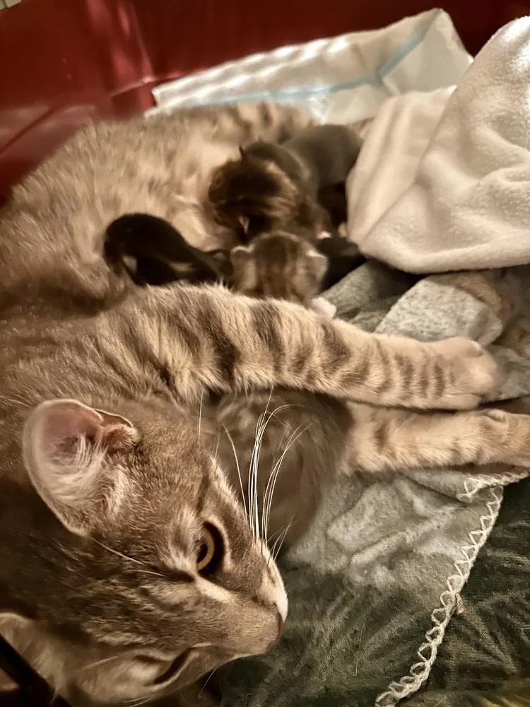A young small-sized female Gray / Blue / Silver Tabby cat named Birdie for adoption in Warren, CT