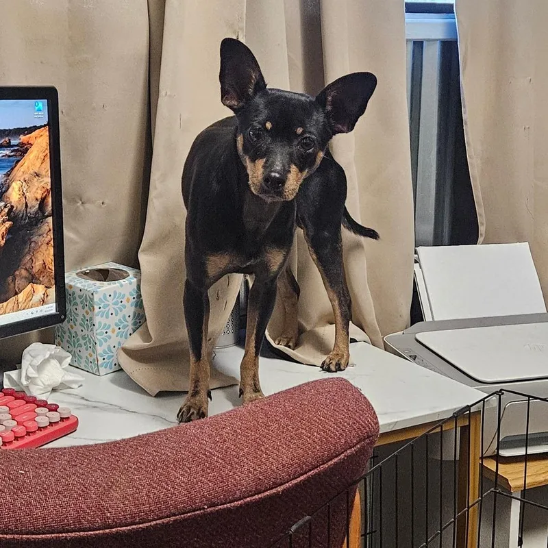 An adult small-sized male Black Chihuahua dog named Nugget for adoption in Flagstaff, AZ