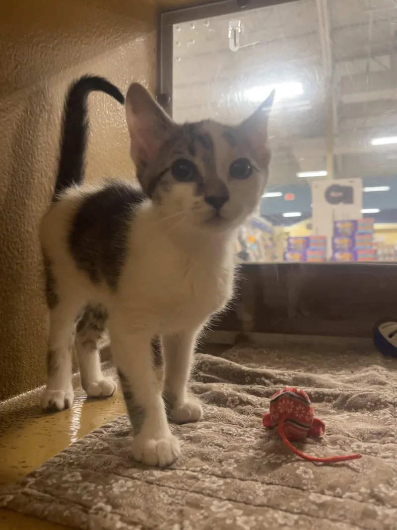 A baby medium-sized male Domestic Short Hair cat named Nugget for adoption in Mesquite, TX