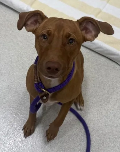 A young medium-sized female Mixed Breed dog named Noel for adoption in Honolulu, HI
