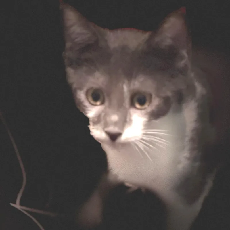 A baby small-sized male Gray / Blue / Silver Domestic Short Hair cat named Onyx for adoption in Los Angeles, CA