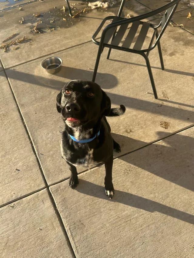 An adult large-sized male Dalmatian dog named Arthur for adoption in Seward, NE