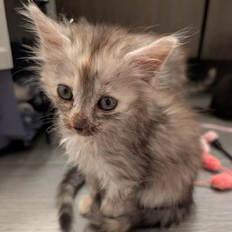 Hazel