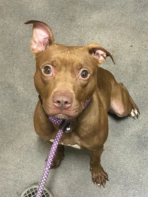 An adult medium-sized female Pit Bull Terrier dog named Reba for adoption in Upper Marlboro, MD