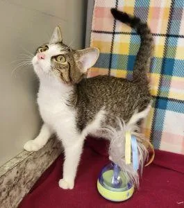 A young medium-sized male Domestic Short Hair cat named Bartok for adoption in Bucyrus, OH