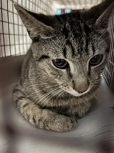 A young small-sized female Domestic Short Hair cat named Ms. Purrly for adoption in Miami, FL