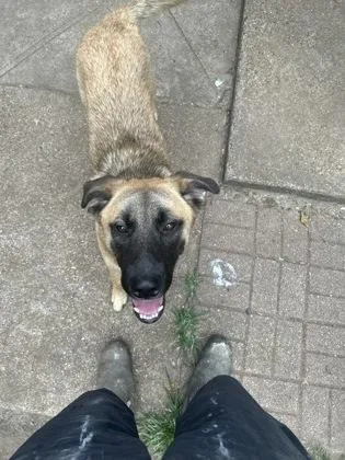 An adult medium-sized male Mixed Breed dog named Archie for adoption in Fort Worth, TX