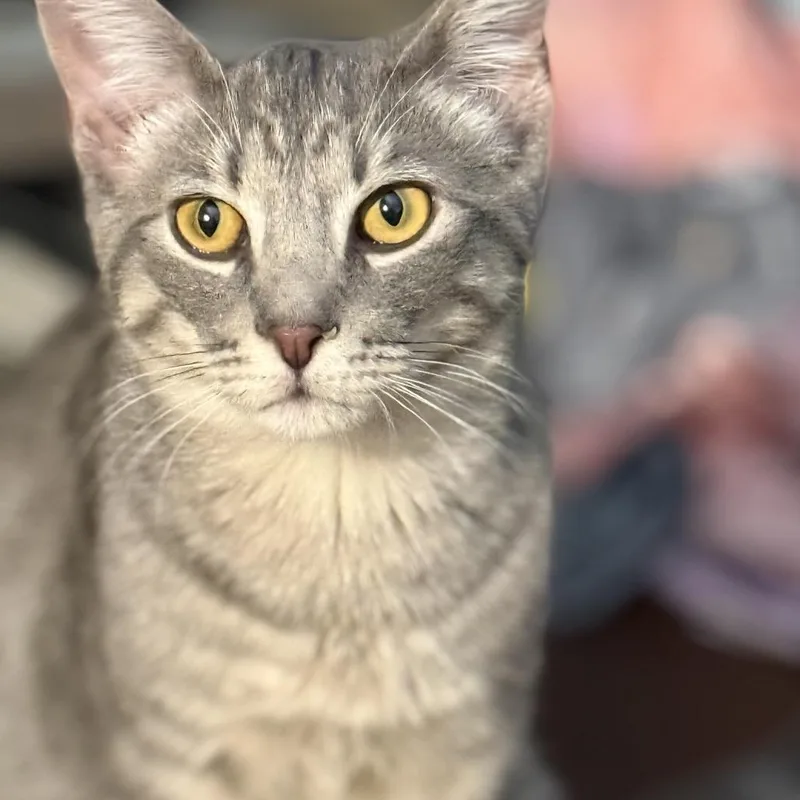 A young small-sized male Gray / Blue / Silver Domestic Short Hair cat named Pip for adoption in Mount Laurel, NJ