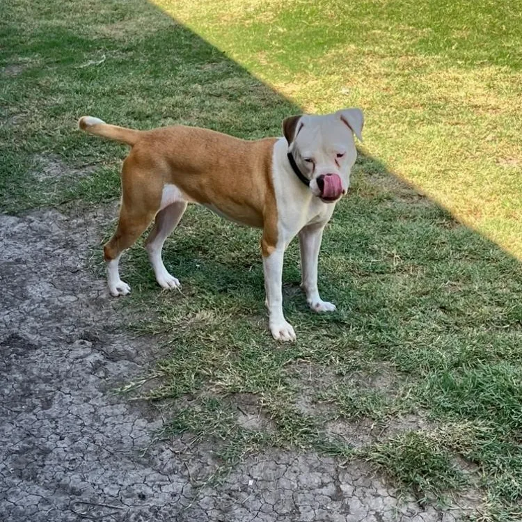 Daisy Mae