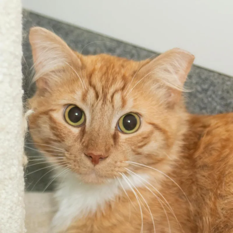 A young large-sized male Orange / Red Domestic Long Hair cat named Asa for adoption in Middletown, RI