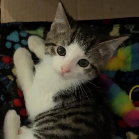 A baby small-sized male White Domestic Short Hair cat named Tiger for adoption in North Canton, OH