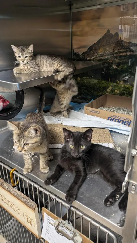 A baby small-sized female Black Domestic Short Hair cat named Roots for adoption in Papillion, NE