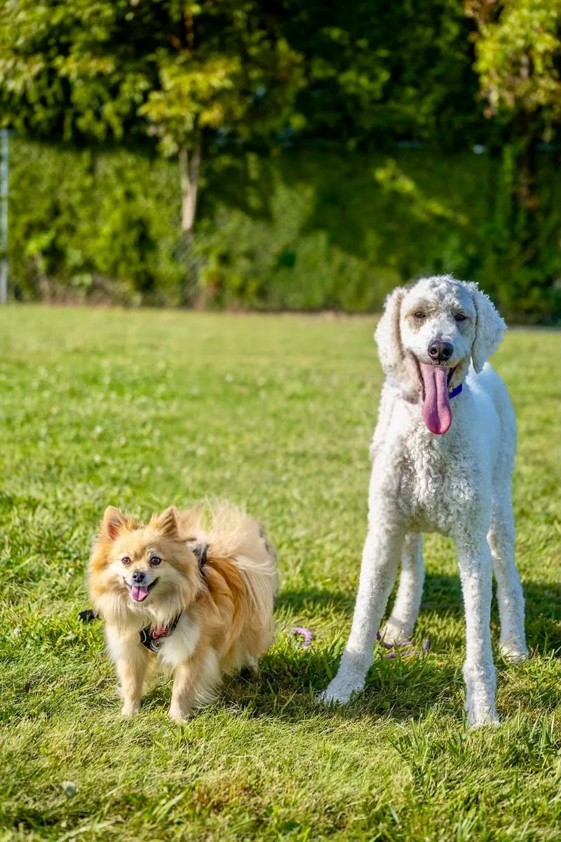 An adult medium-sized female Standard Poodle dog named Lucy for adoption in Valparaiso, IN