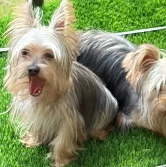 A young small-sized male Yorkshire Terrier dog named Leo for adoption in Matthews, NC