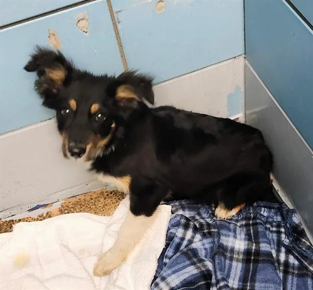 A baby small-sized male Border Collie dog named Pony for adoption in Houston, TX