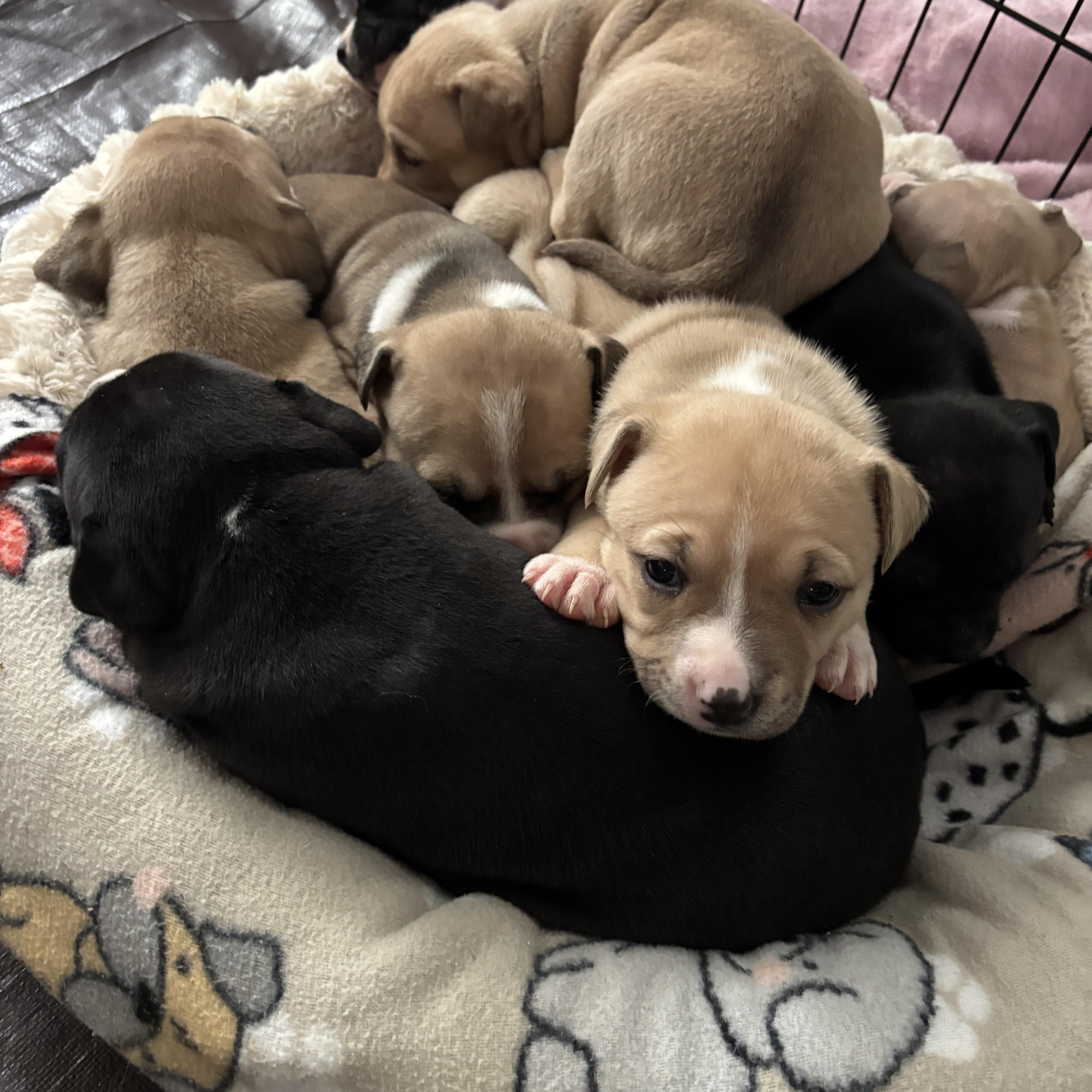 Olivia Rodrigo “livi” thumbnail 5