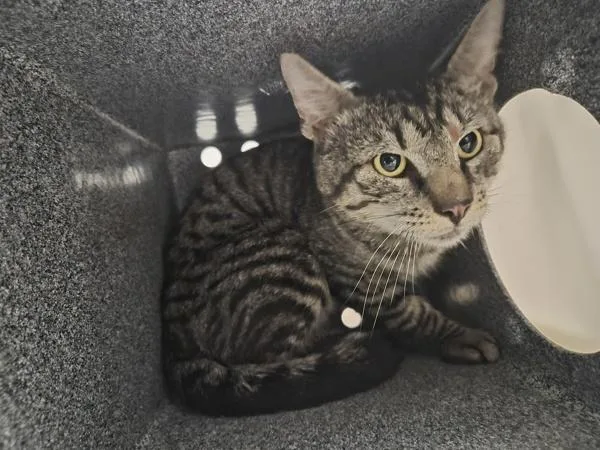 An adult large-sized male Domestic Short Hair cat named Nutmeg for adoption in New York, NY