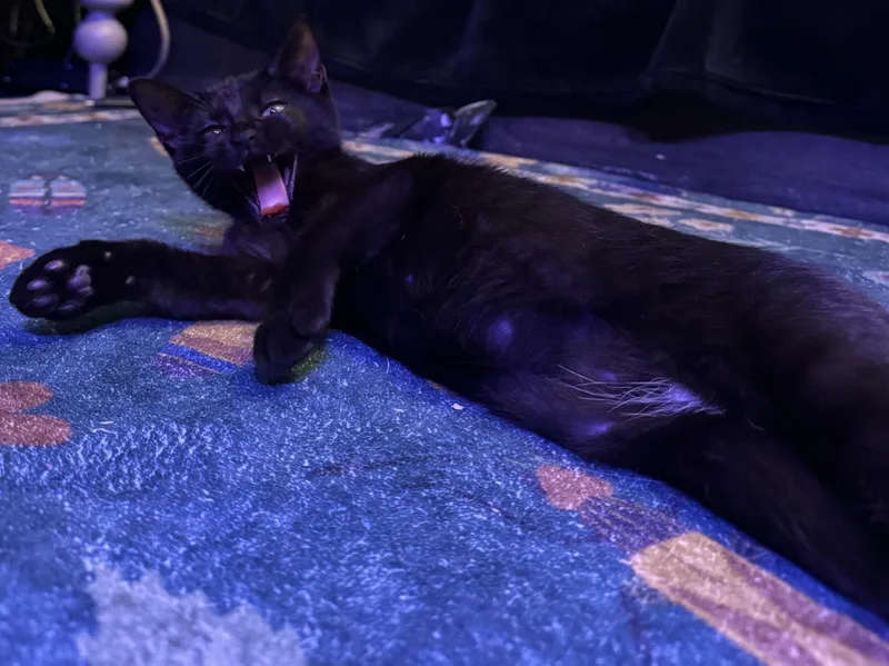 A baby small-sized female Black Domestic Short Hair cat named Penumbra aka Pen for adoption in Mankato, MN