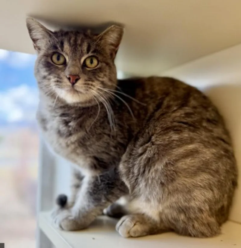 An adult medium-sized female Gray / Blue / Silver Domestic Short Hair cat named Betty for adoption in Buena Vista, CO