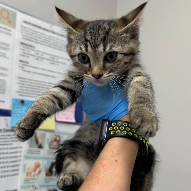 A baby small-sized male Brown / Chocolate Domestic Short Hair cat named Sketti Noodle for adoption in Columbiana, AL