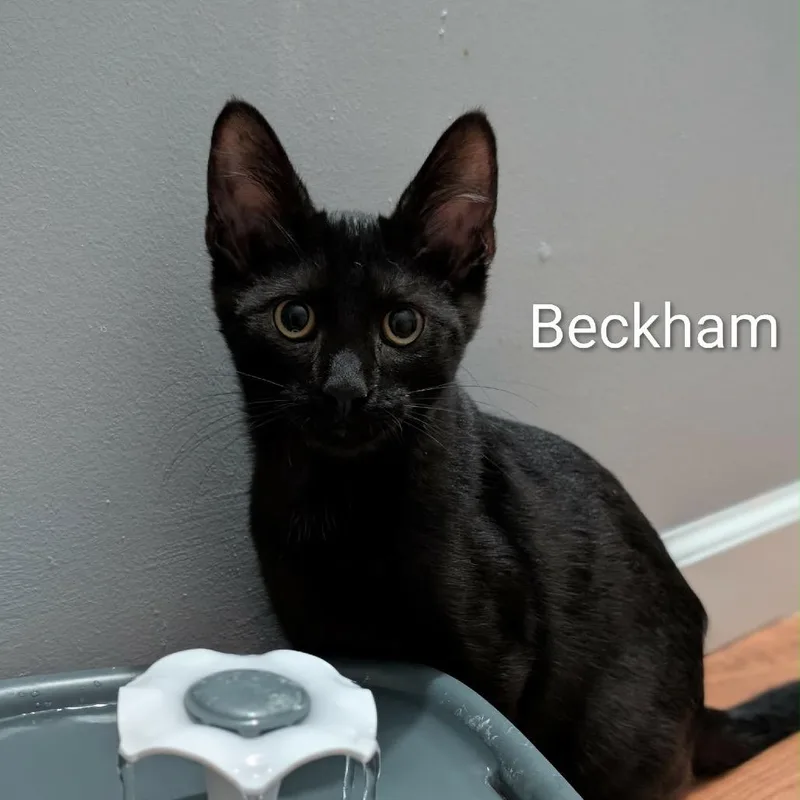 Beckham