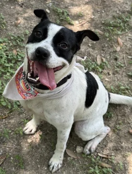 An adult medium-sized female Terrier dog named Samoa for adoption in San Antonio, TX