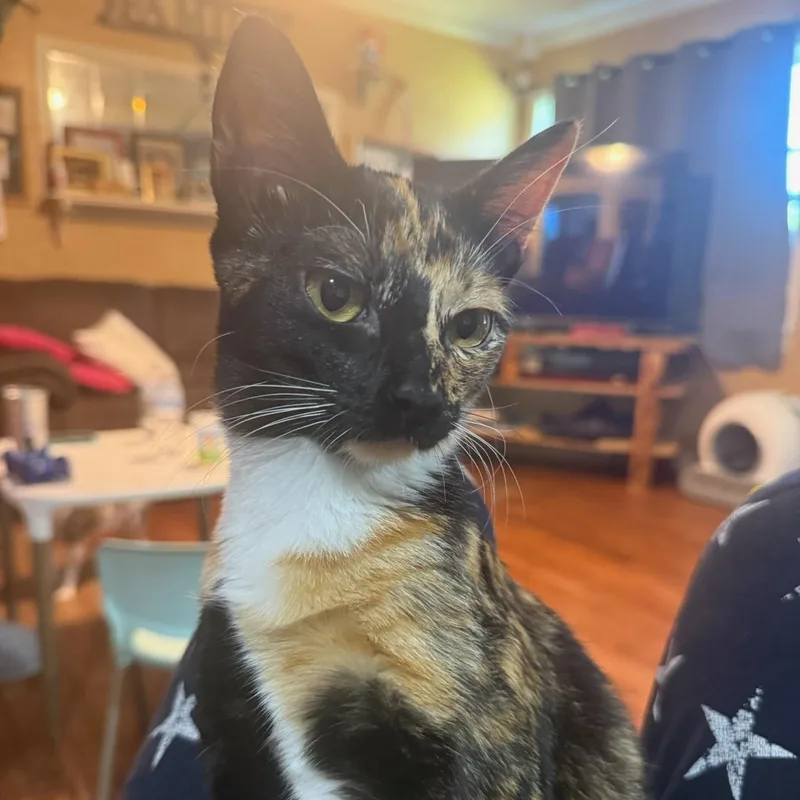 A baby medium-sized female Tortoiseshell cat named Calypso for adoption in Dallas, TX