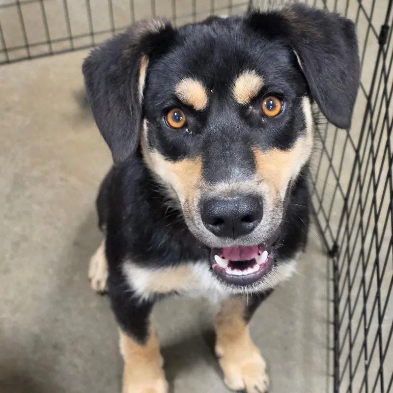 A young medium-sized male Mixed Breed dog named Diego for adoption in Bismarck, ND