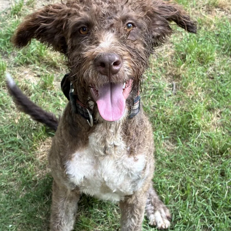 A young medium-sized male Brown / Chocolate Labradoodle dog named Hanson for adoption in Pelham, NH