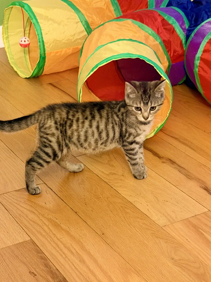 A baby medium-sized female Domestic Short Hair cat named Sangria for adoption in Gettysburg, PA