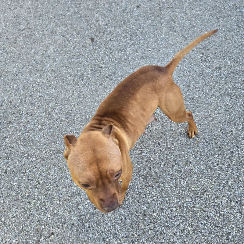 An adult medium-sized female Brown / Chocolate Pit Bull Terrier dog named Melanie for adoption in Xenia , OH
