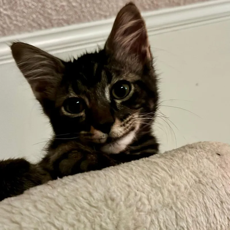 A baby small-sized male Brown / Chocolate Domestic Medium Hair cat named Meeko for adoption in Houston, TX
