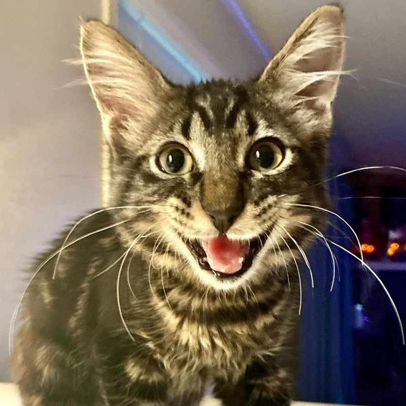 Meeko thumbnail 2