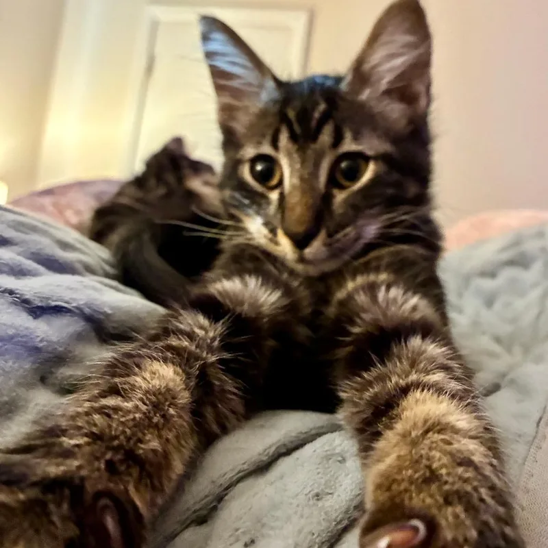 Meeko thumbnail 3