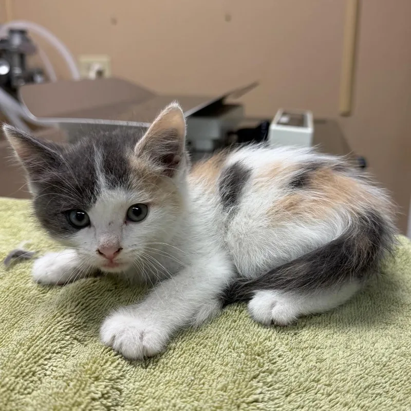 A baby small-sized female Calico Domestic Short Hair cat named Bonus Child for adoption in Naperville, IL