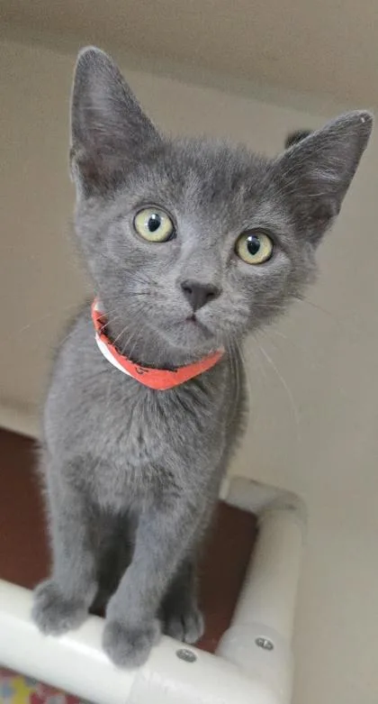 A baby small-sized male Domestic Short Hair cat named Funnel Cake  FIV+ for adoption in East Brookfield, MA