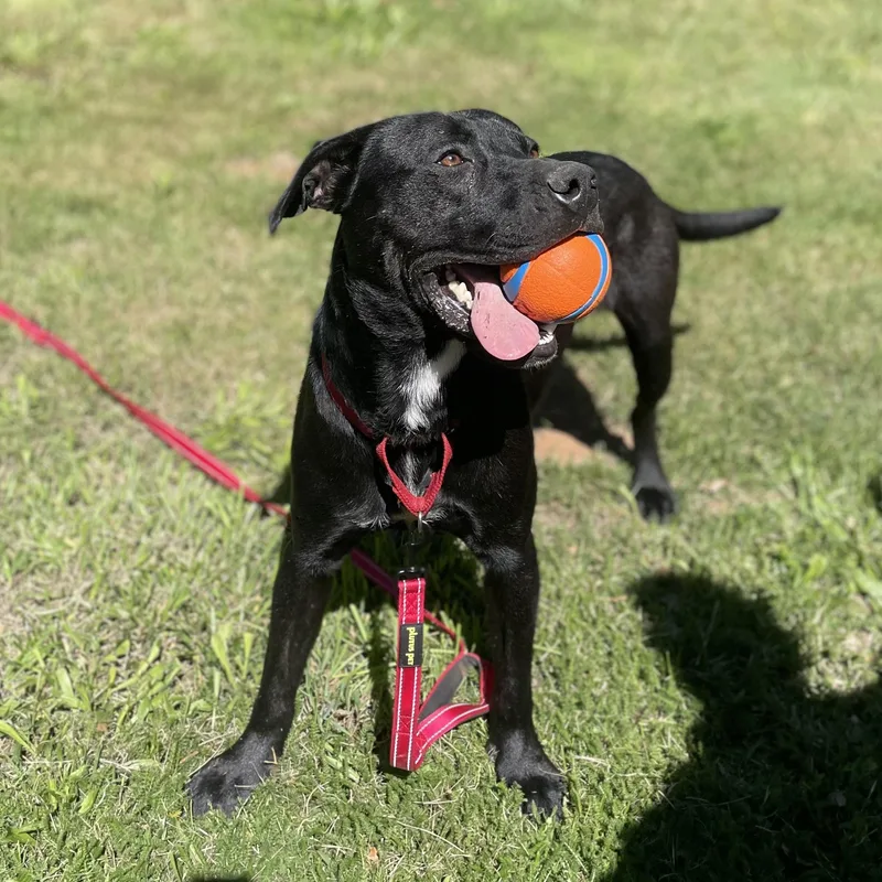 Dojo Playful Pup thumbnail 2