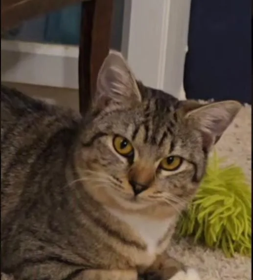A baby medium-sized female Tabby (Gray / Blue / Silver) Tabby cat named Wiggles for adoption in Lacey, WA