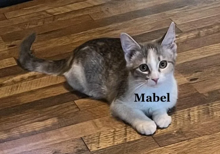 A baby medium-sized female Domestic Short Hair cat named Mabel for adoption in Morehead, KY